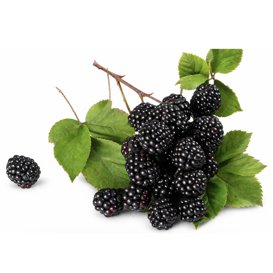 Blackberry